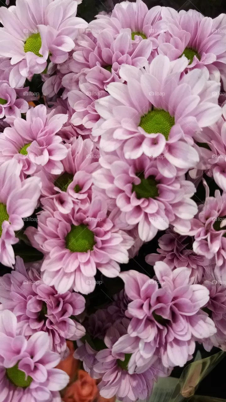 Blumen