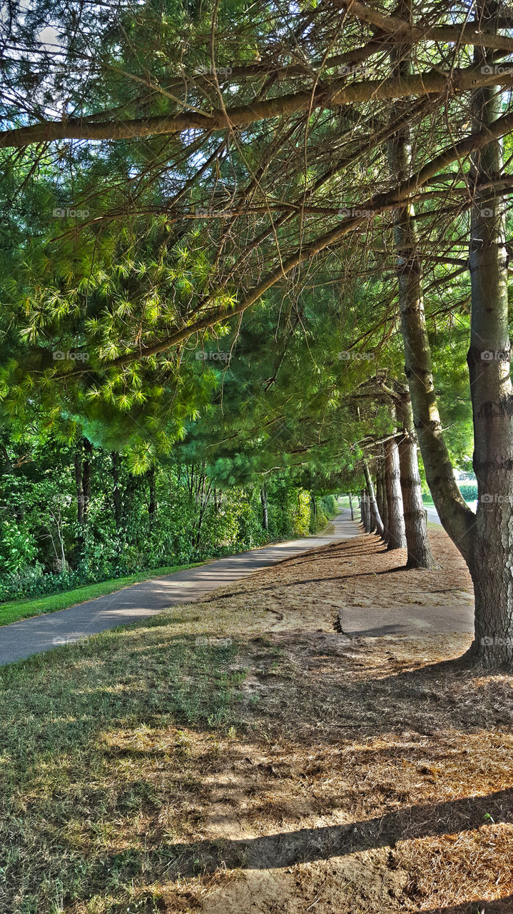 footpath through forest. local park provides footpaths through dense forests of pines