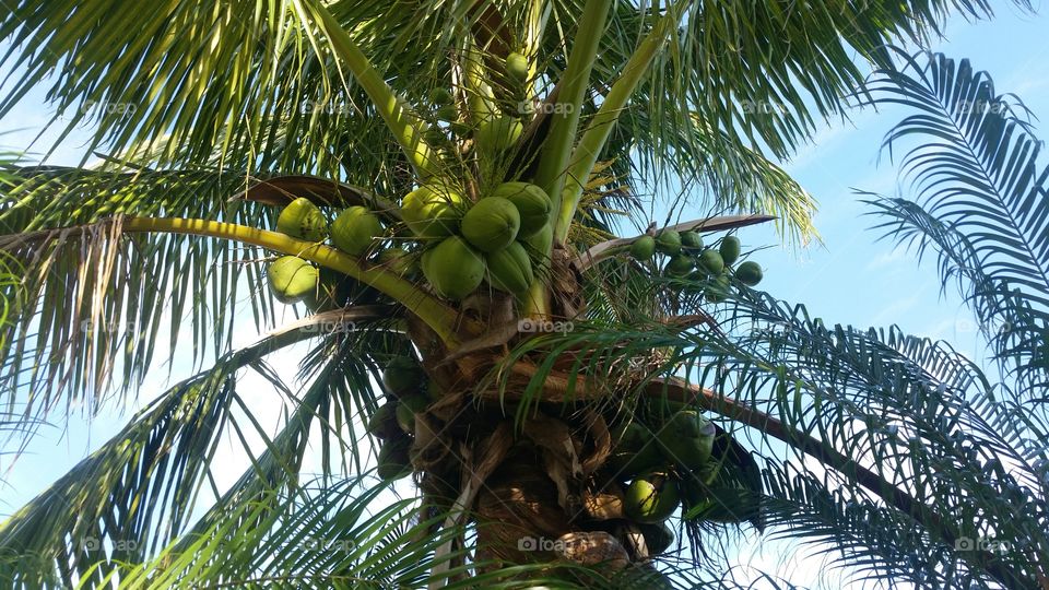Coconut O