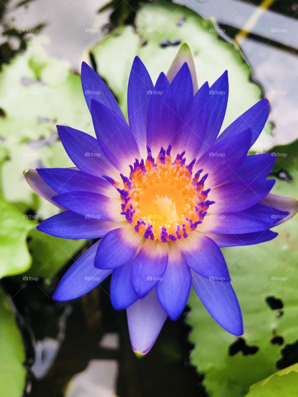 Blue Lotus in my Garden 