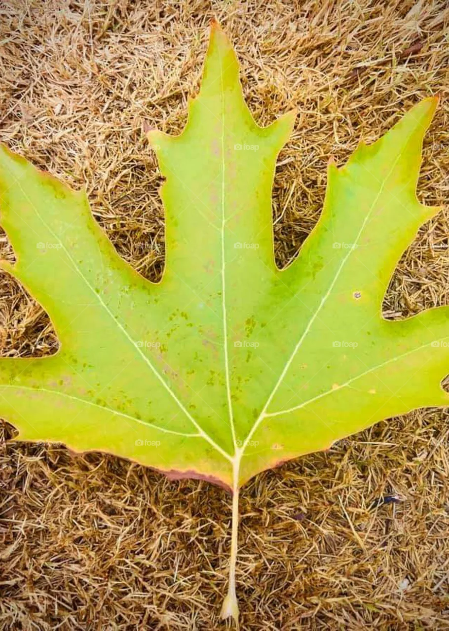 autumn's season