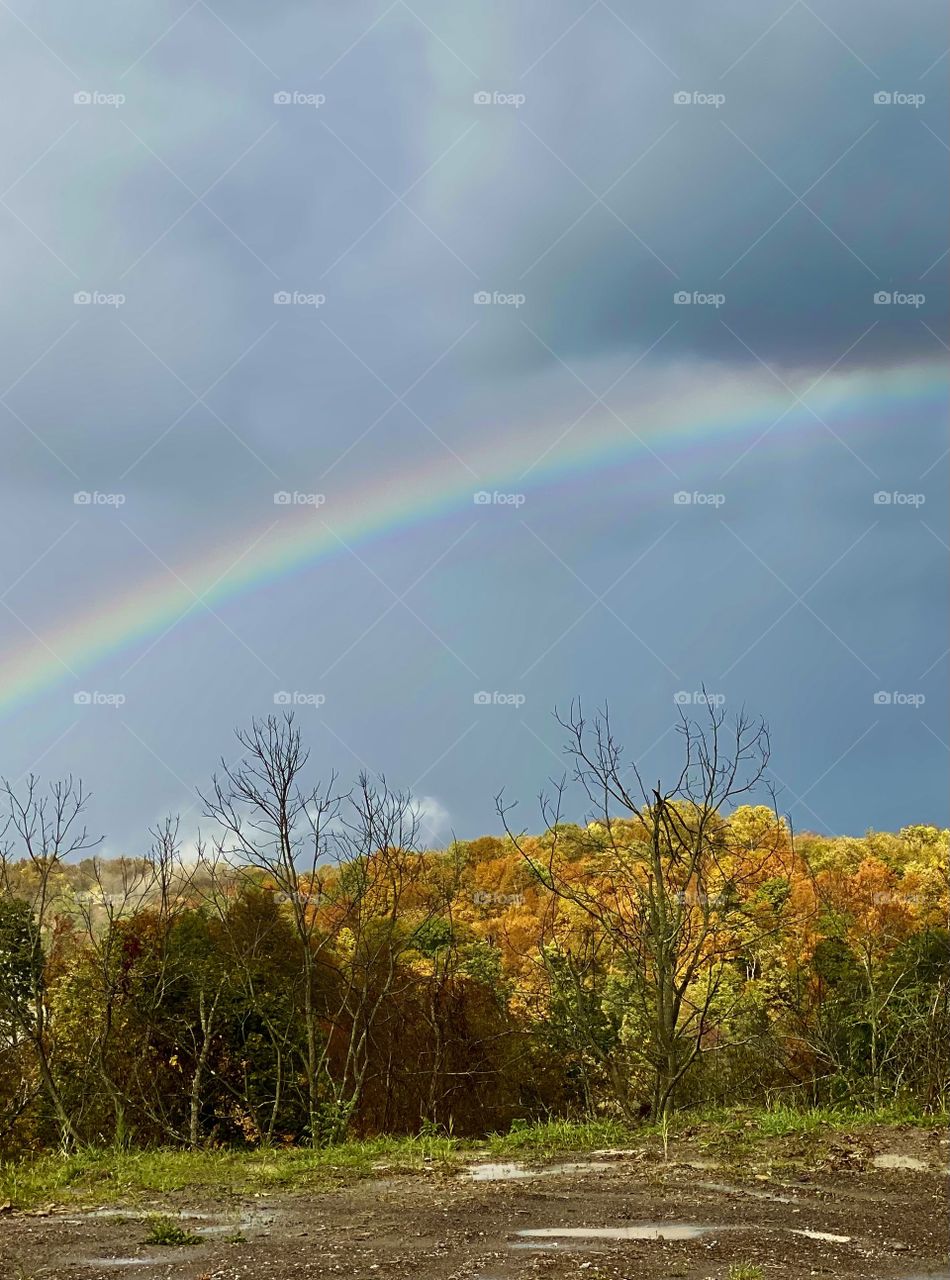 Rainbow over autumn’s golden trees in rural area