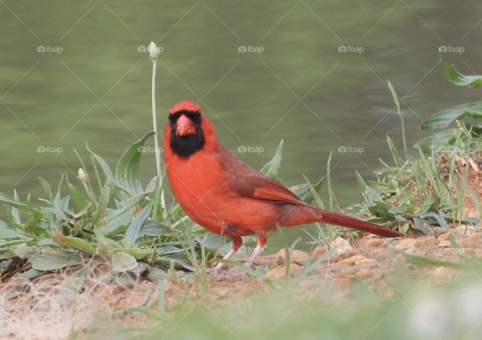 Red Bird