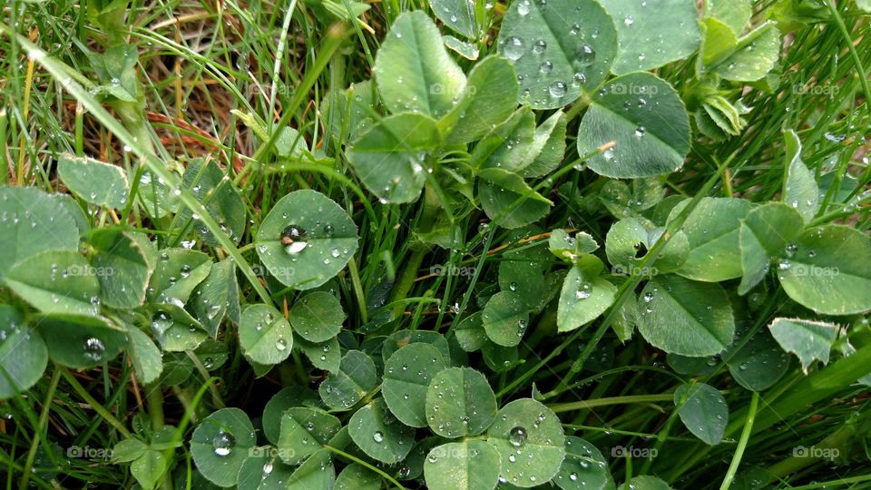 Dew on plants.