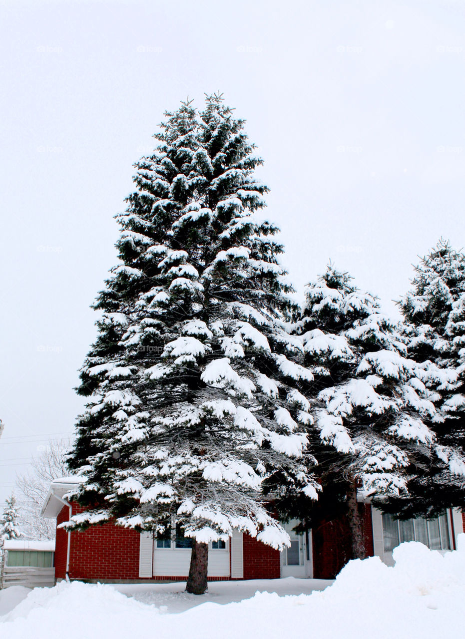 snow winter tree house by lagacephotos