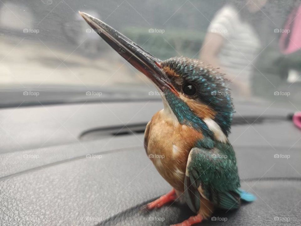 This bird was rescued under the wheel stood in the middle of the road, and the car came and went. It depends on the situation.  The bird can't even open eyes. Lucky to be so close to the Kingsley, 