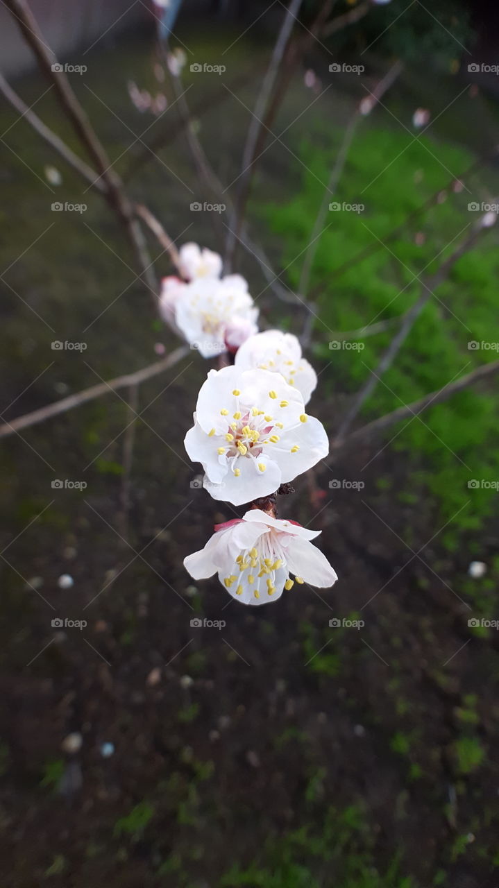 apricot blossom