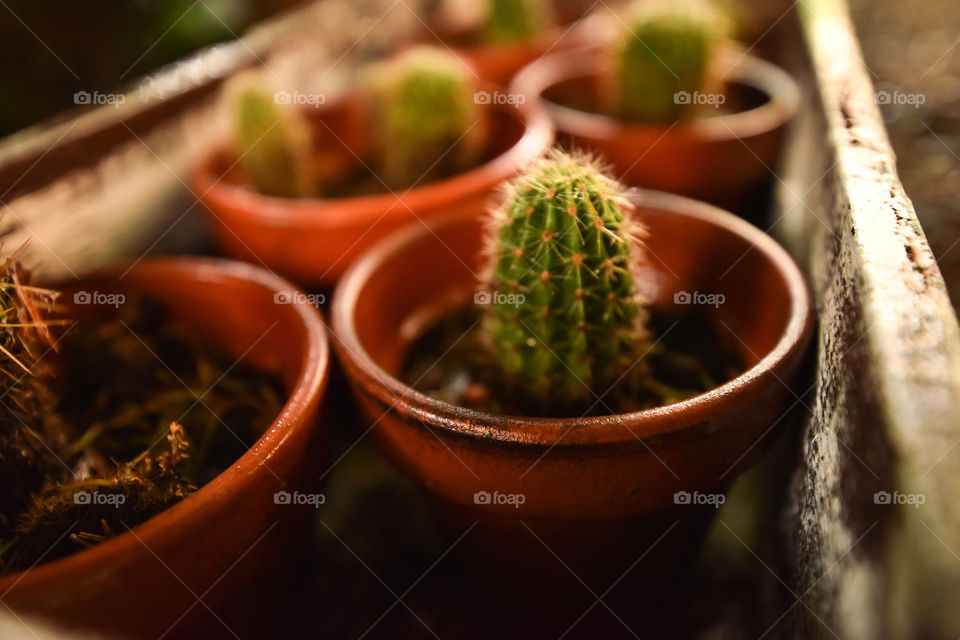 Cactus in pots