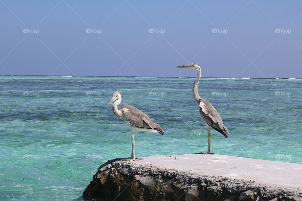 Malediven Birds