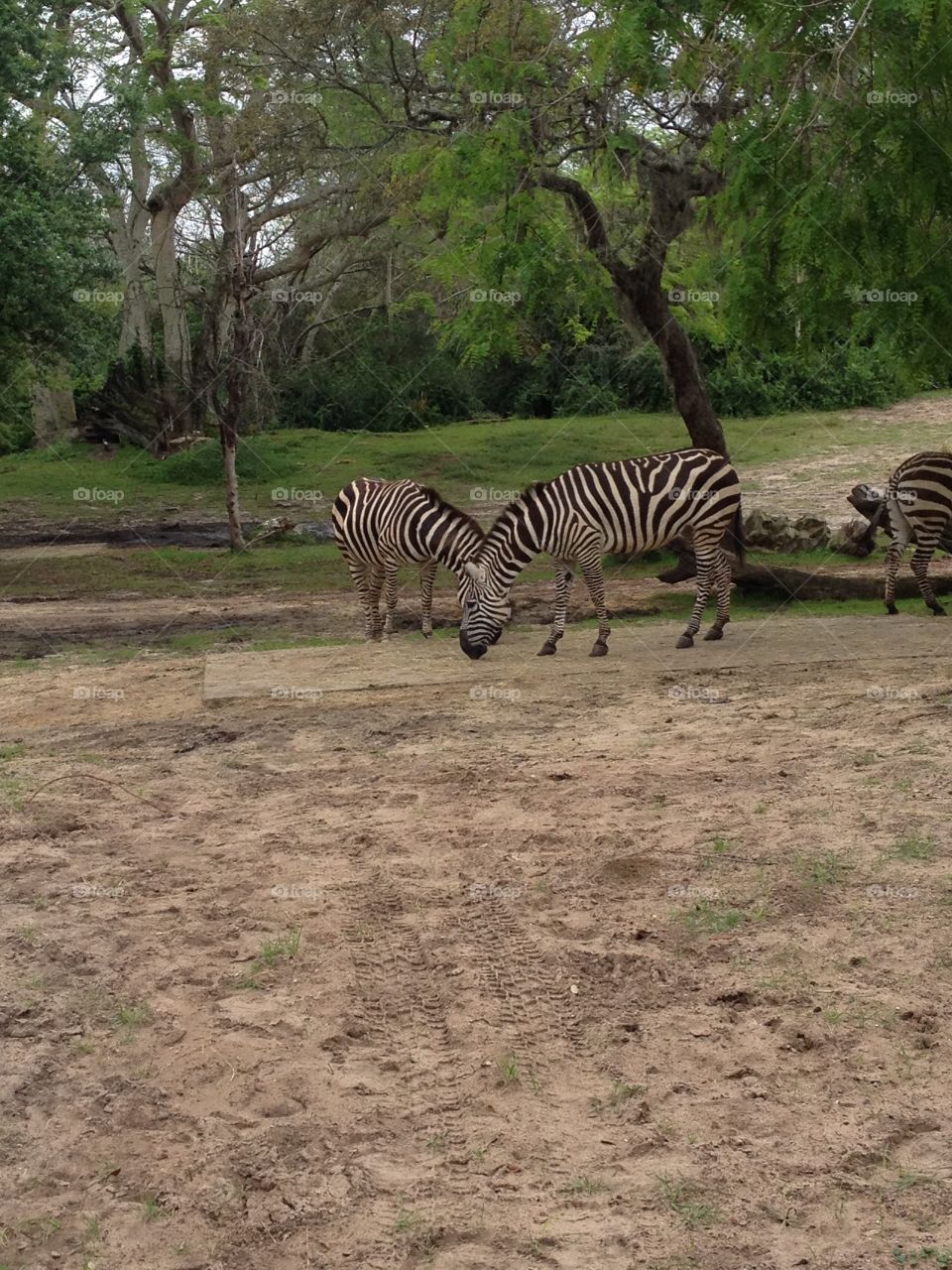 Zebras!