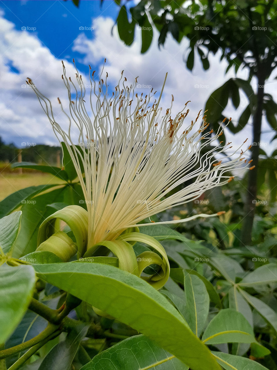 Maranhão Chestnut flower or wild cocoa.