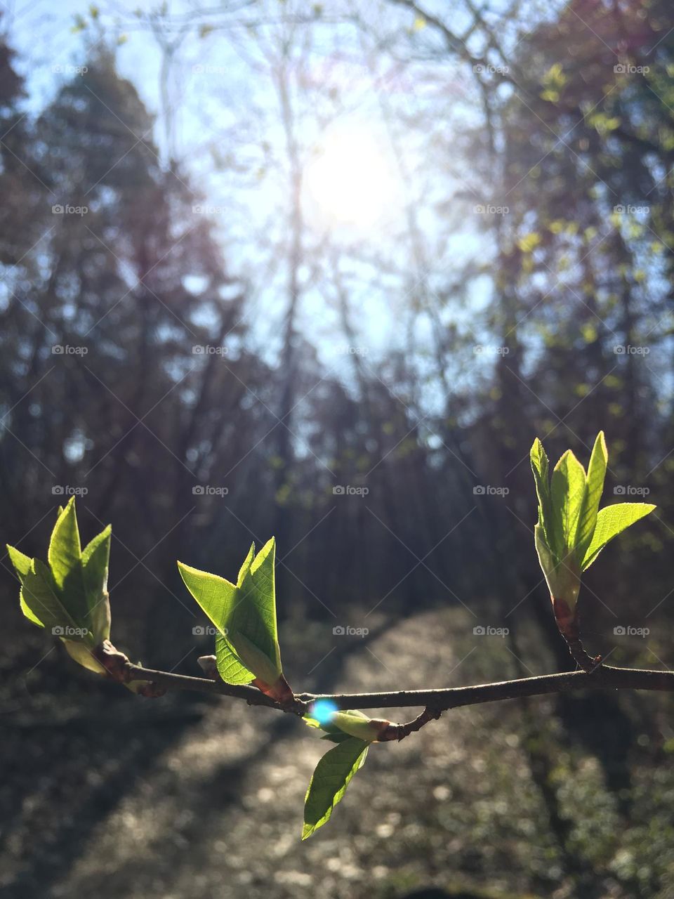 Spring’s magic 