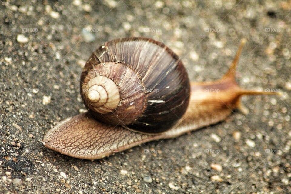 Snail