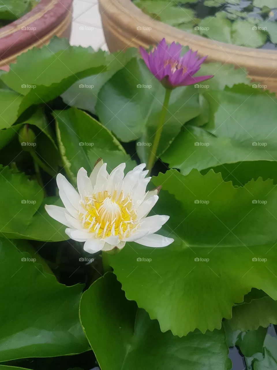 colored lotus