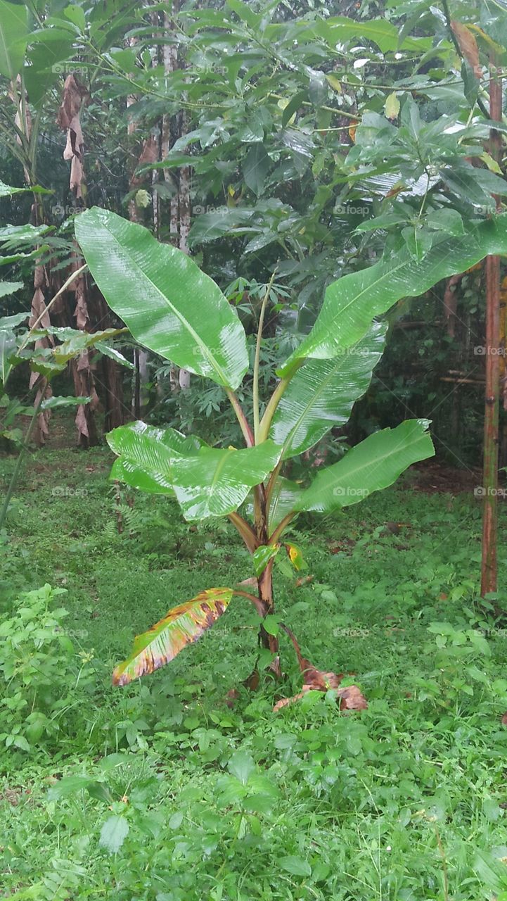 Pohon pisang