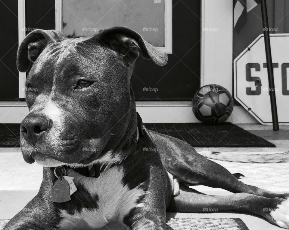 dog