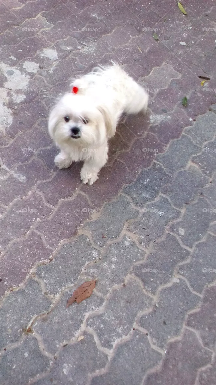 Dog
