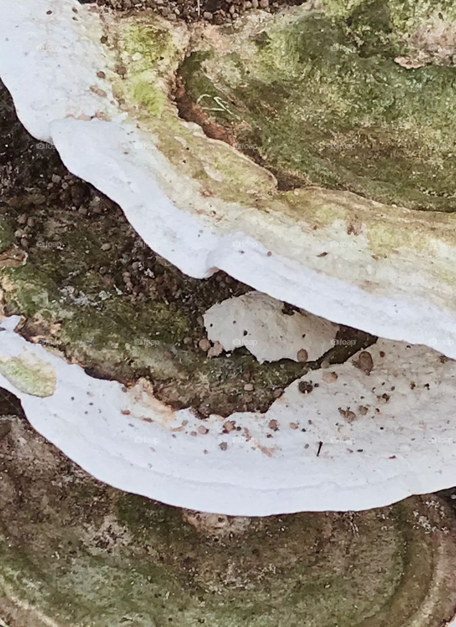 Three Fungi