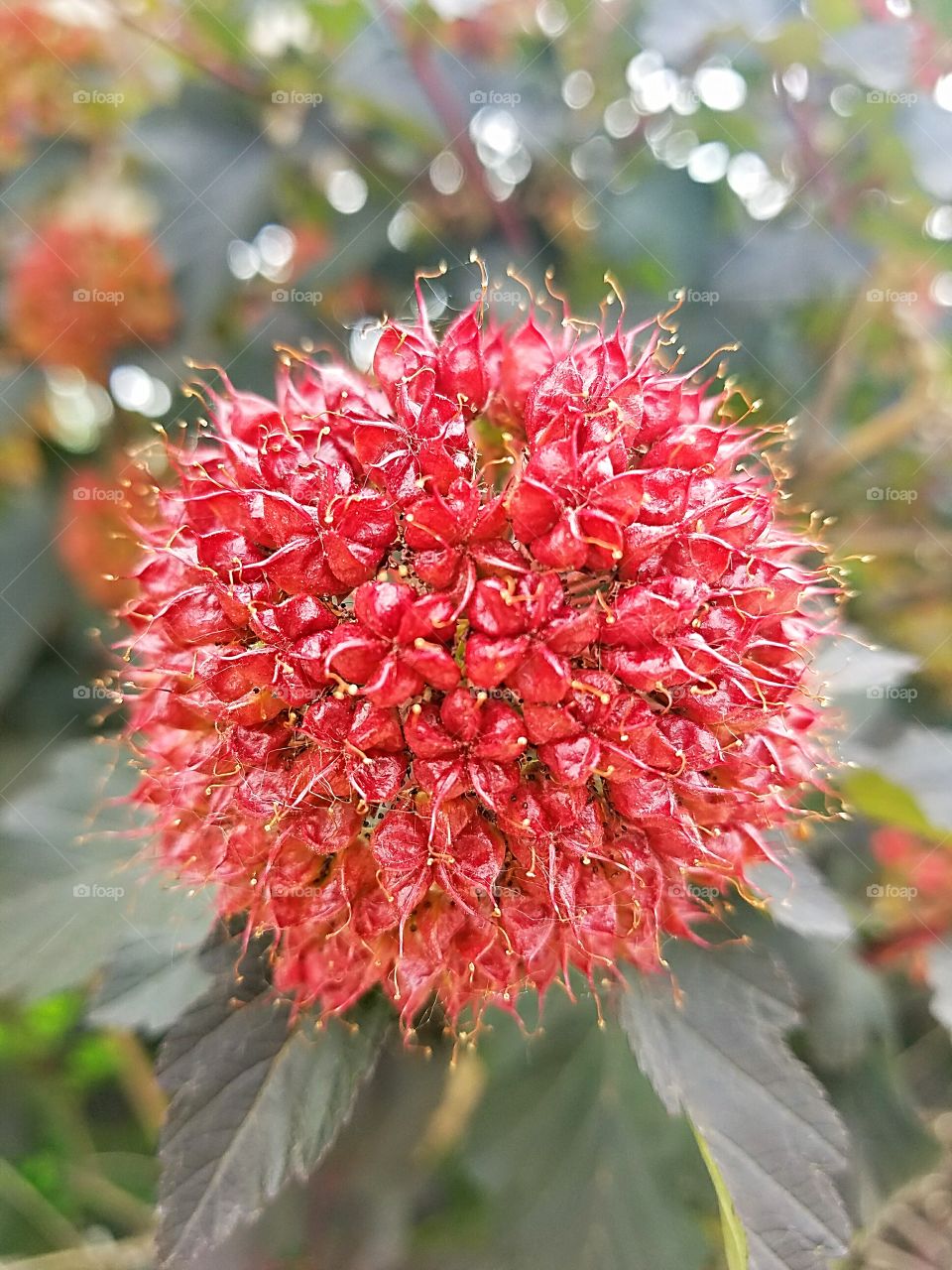coral colored flower blossom