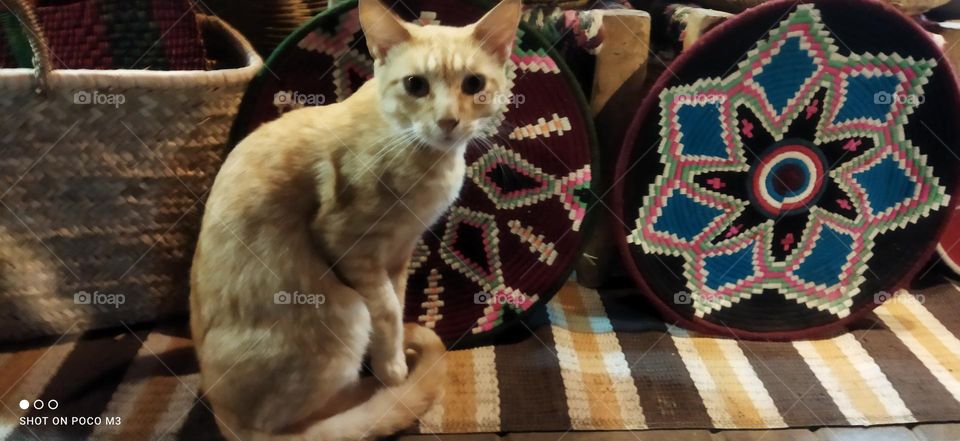 beautiful cat looking at camera.