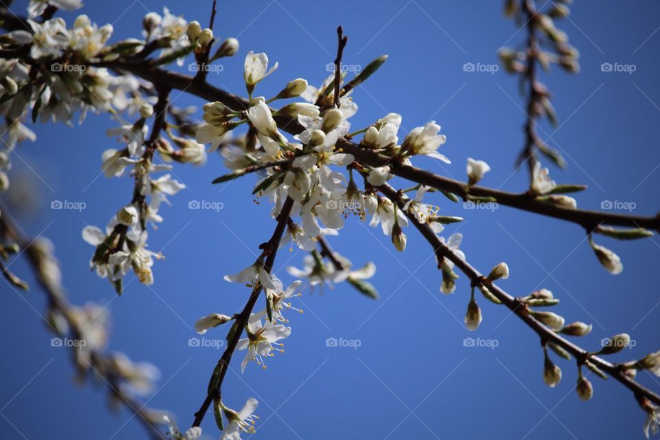 flowers lilies on tree branches