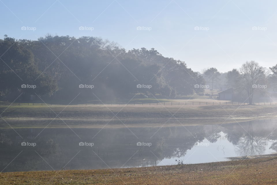 Trees reflecting in lake
