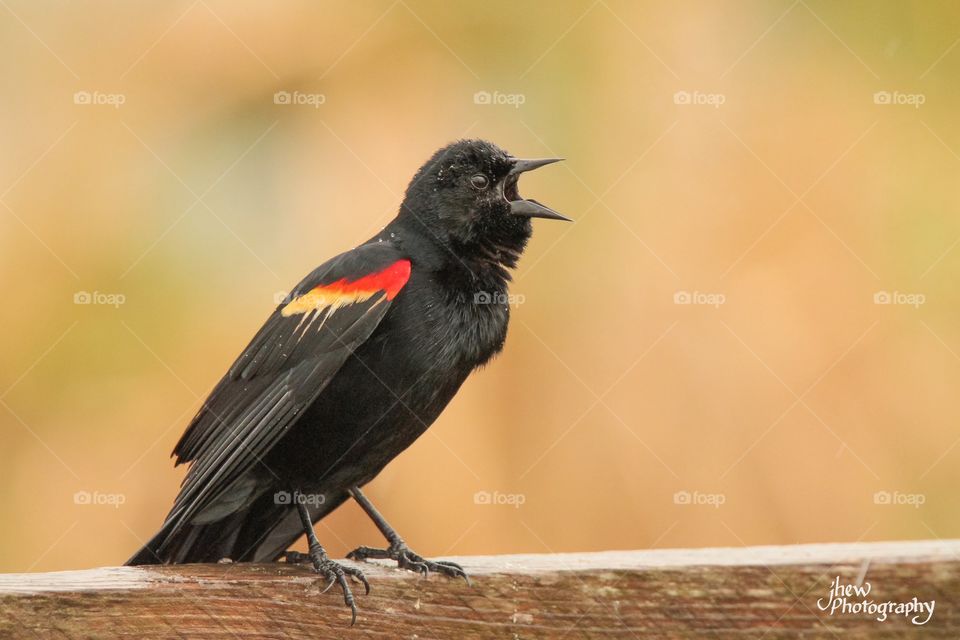 Red-Winged Blackbird Singing in the Rain