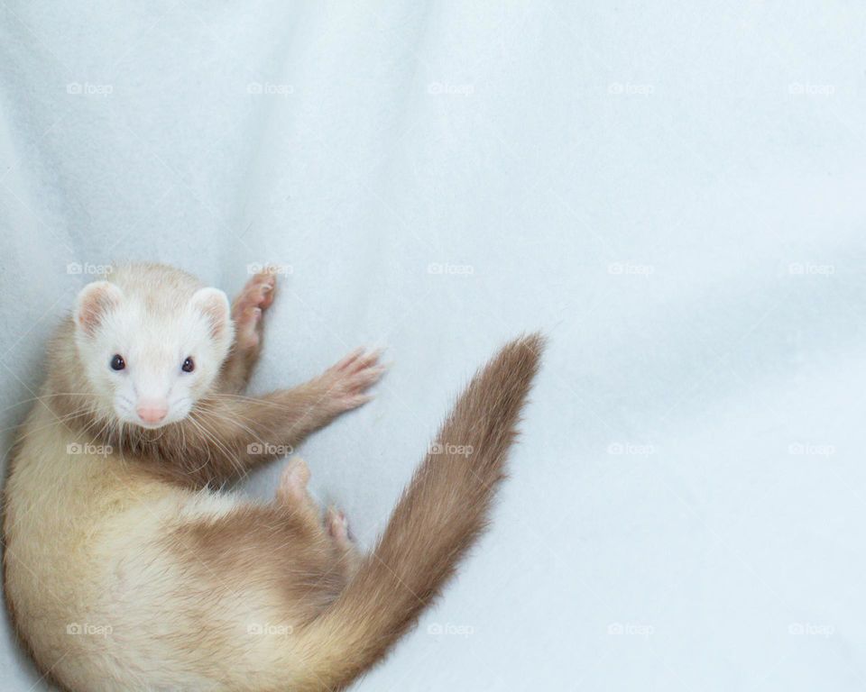 Ferret startled in her cozy zone