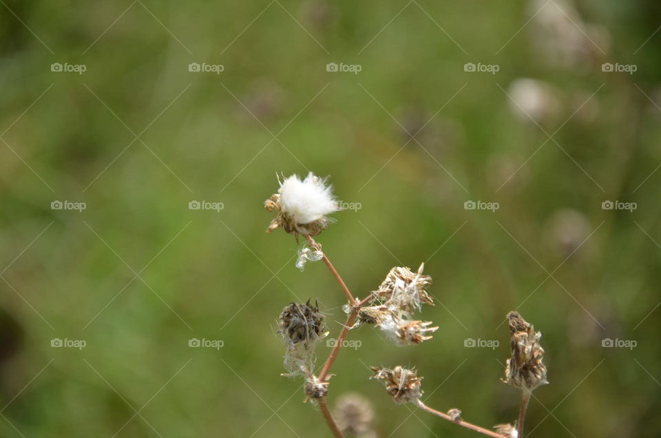 Nature, No Person, Grass, Summer, Outdoors