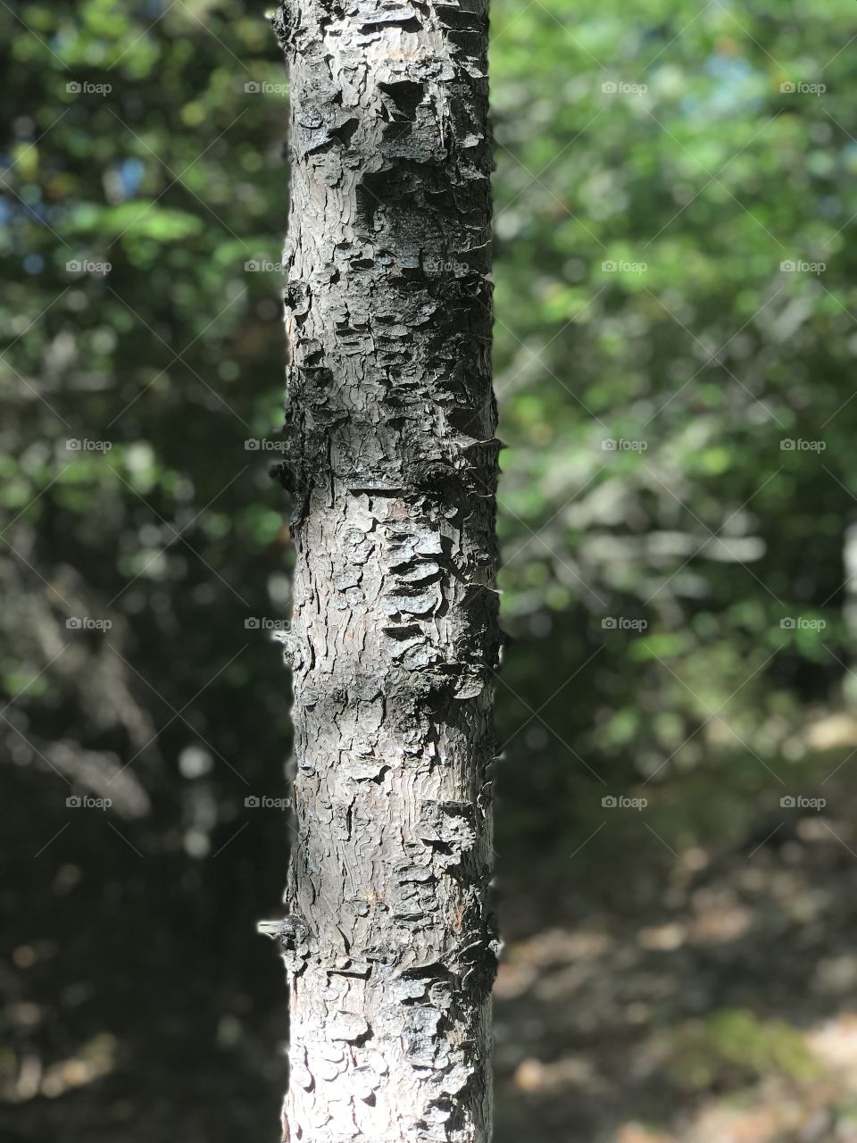 Tree bark Woodland 