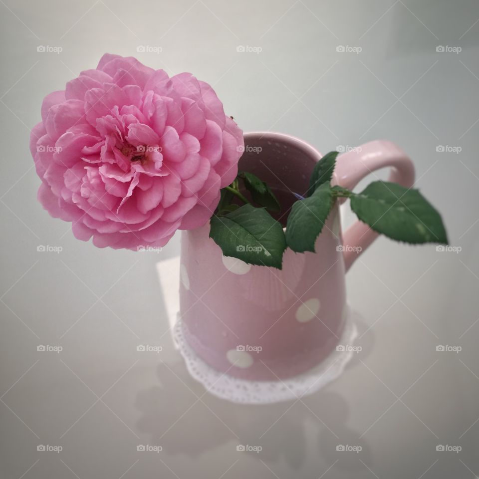 Pink rose in vase 