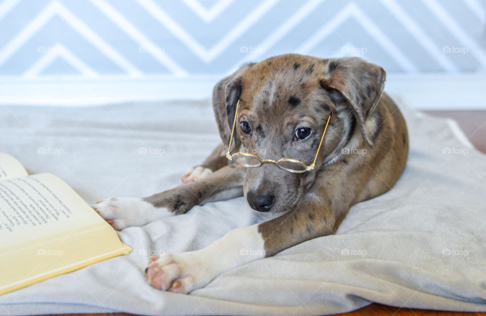 Cute mixed breed puppy wearing reading glasses while laying on the floor and reading a book