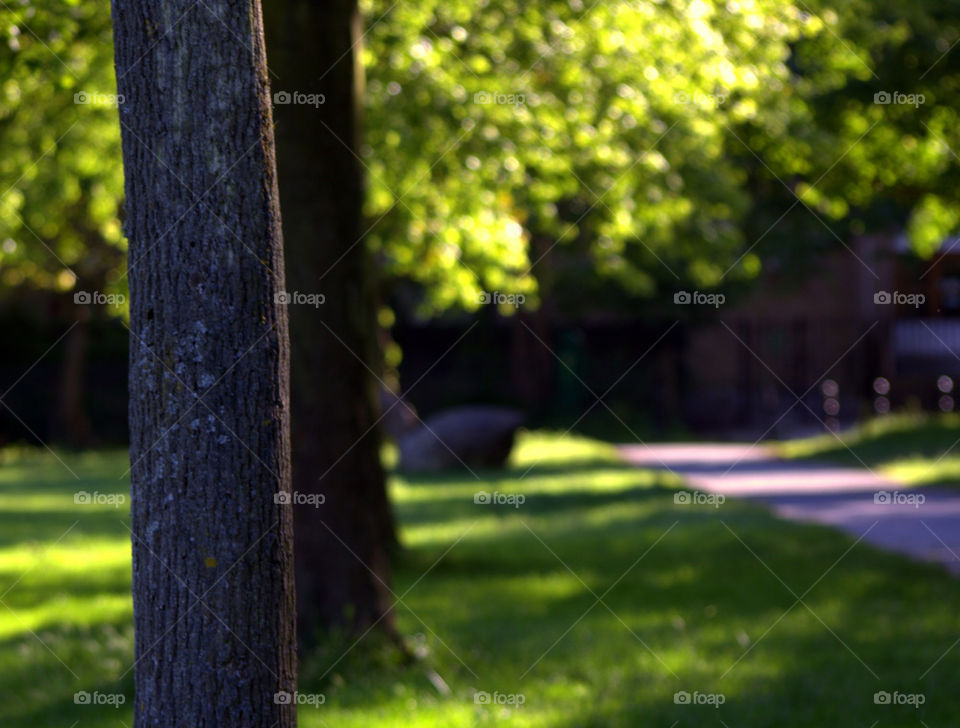 light tree shadow england by tjgehc