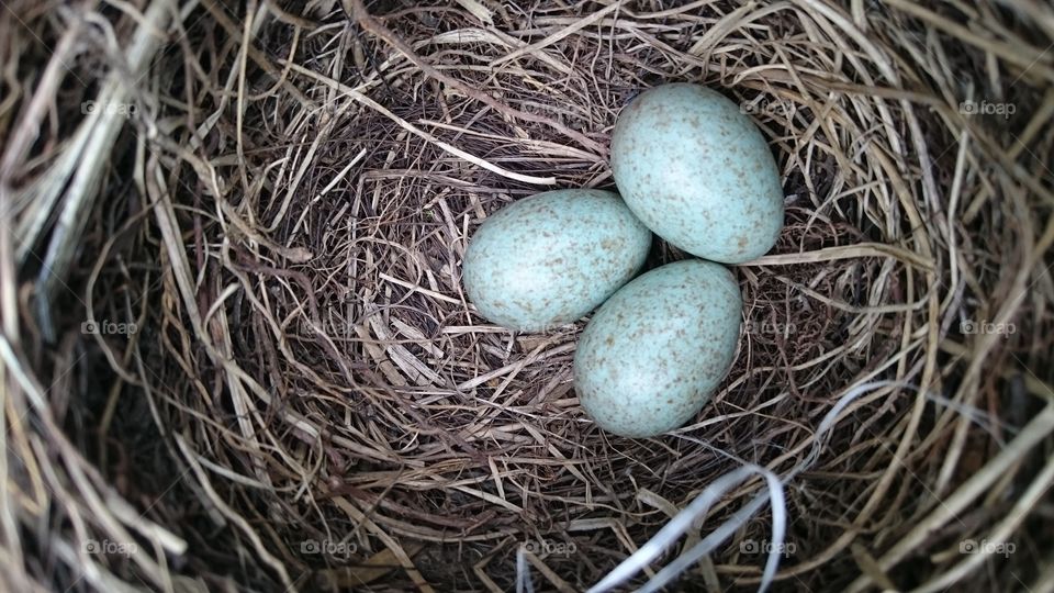 Close-up animal egg in nest