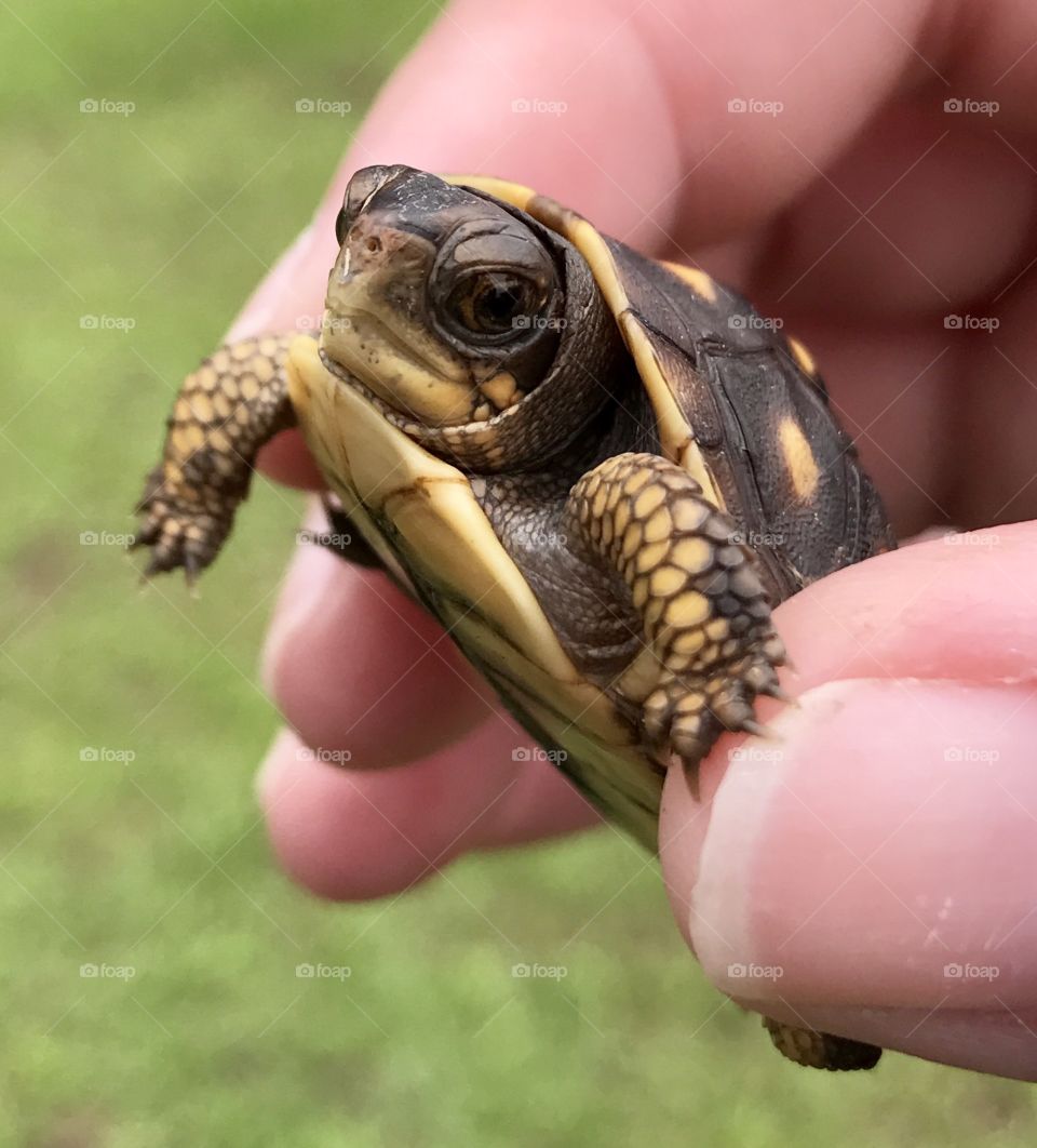  Baby Turtle 🐢 
