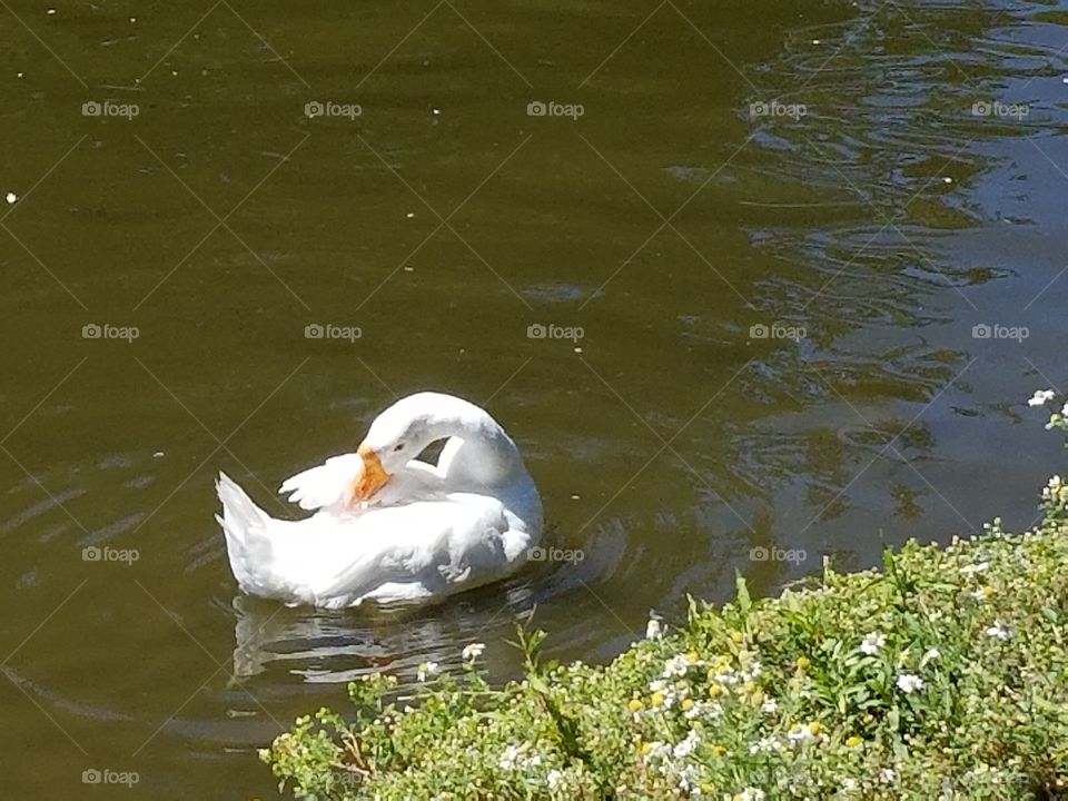 swan