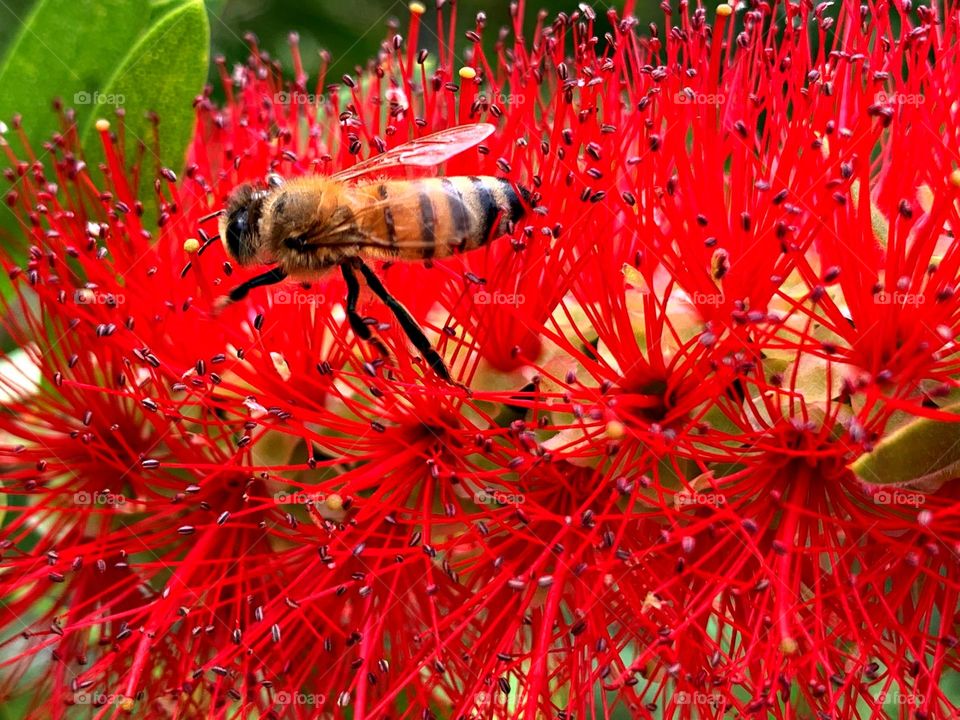 This is spring. Honey bee on a bottlebrush bloom. Days become longer and weather gets warmer. Trees are blossoming and early flowers are pushing through the earth.