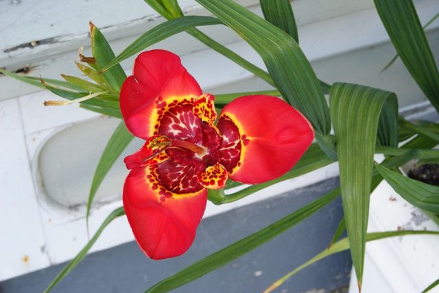 Red orchid flower