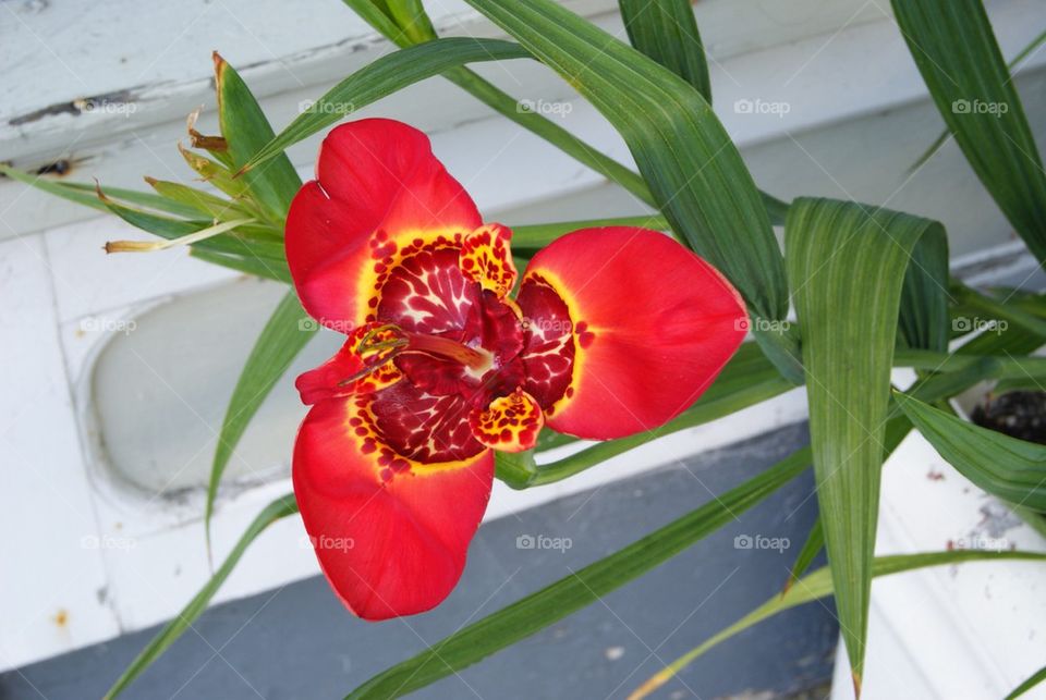 Red orchid flower
