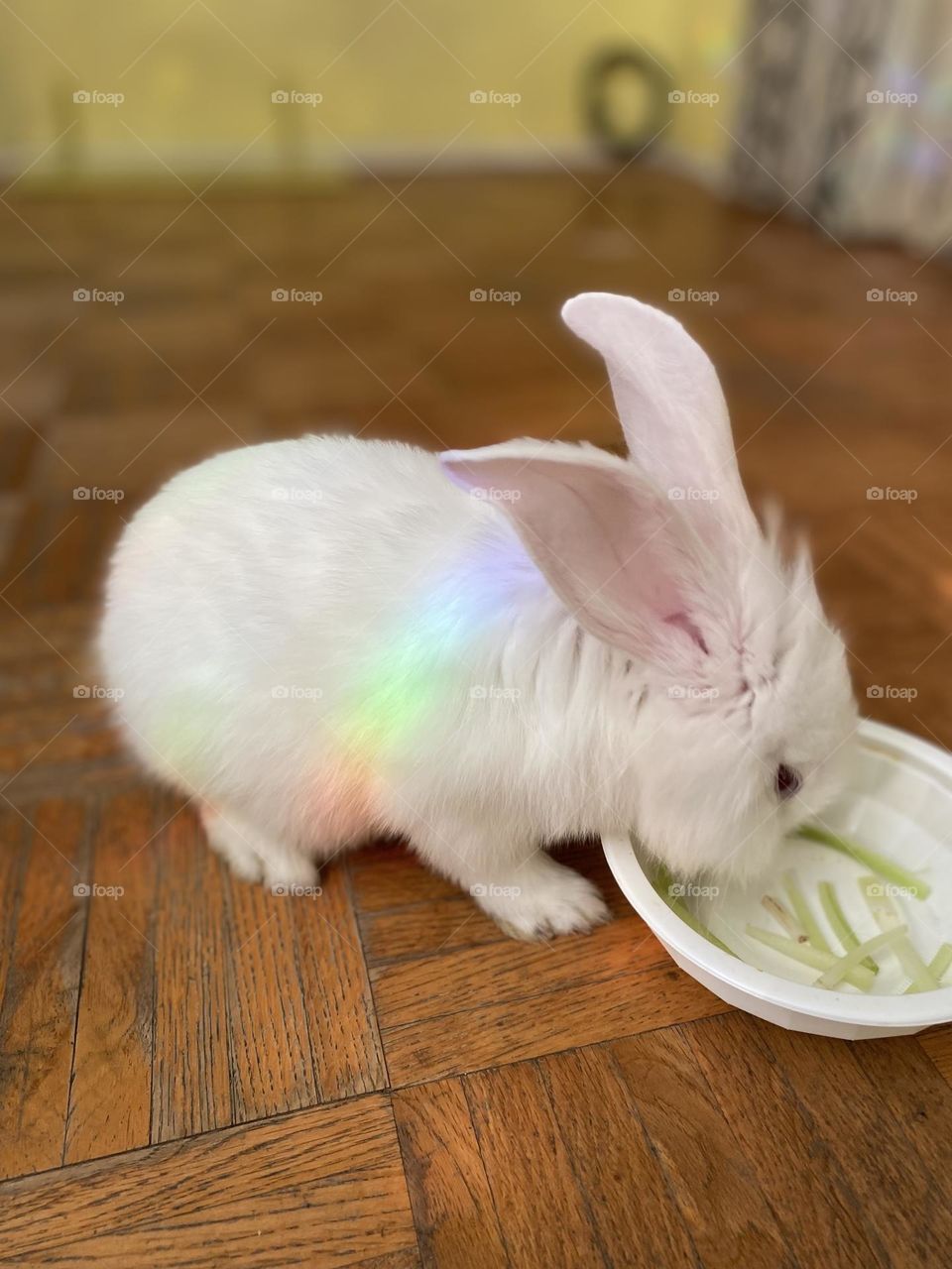 Rainbow Bunny 