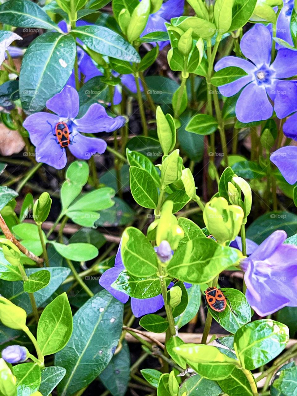 Photo of periwinkle flowers with red soldiers sitting on the petals, creating a contrast between the bright colors.