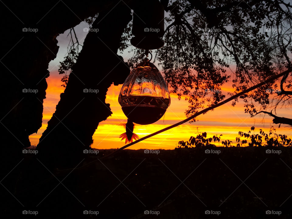 Hummingbird silhouetted against blazing sky
