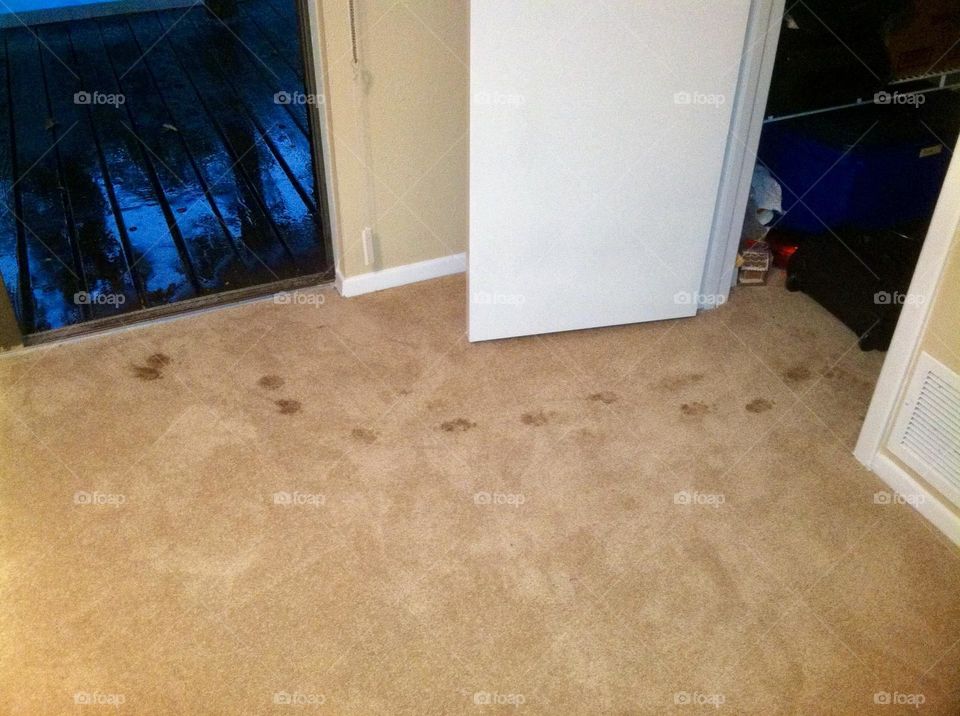 Muddy dog paw prints tracked inside the house on the beige carpet. 