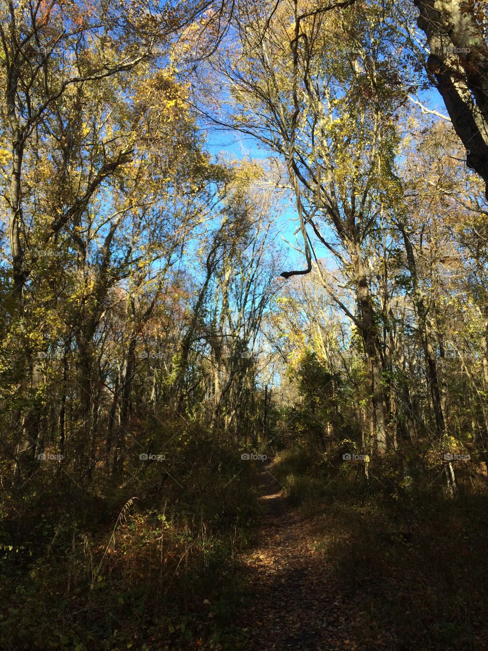 Footpath through the forest