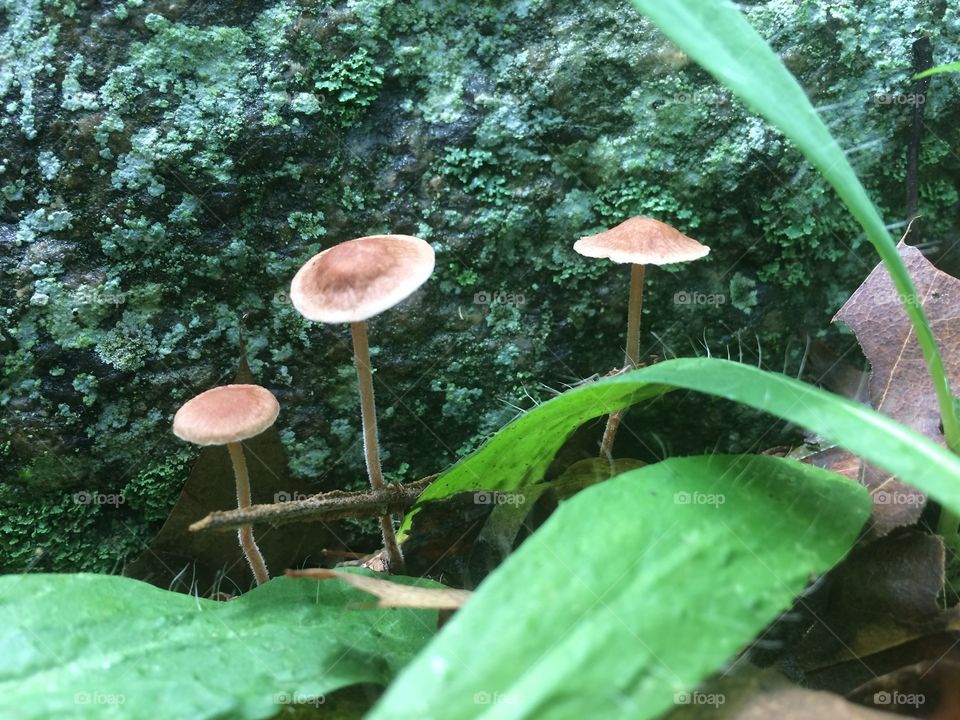 Three Mushrooms 