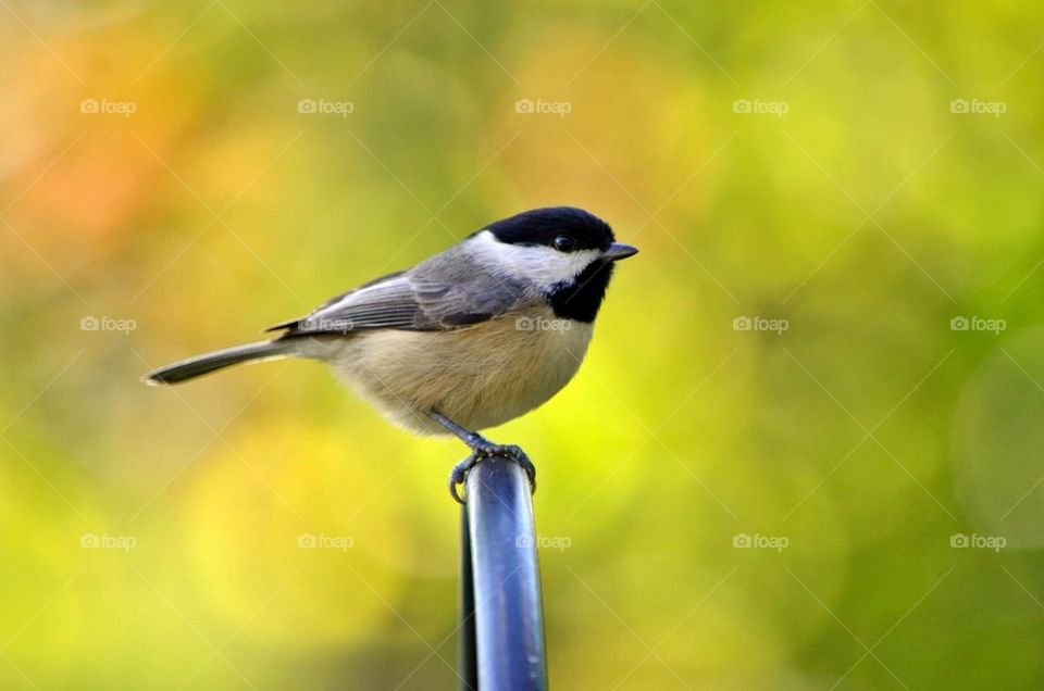 Chickadee
