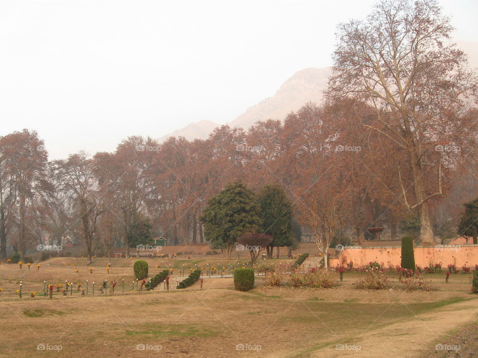 Garden view in Winter time