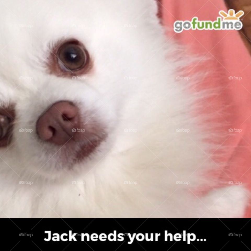 Jack. He needs surgery and  has a go fund me account. I'm literally desperate to save him. 