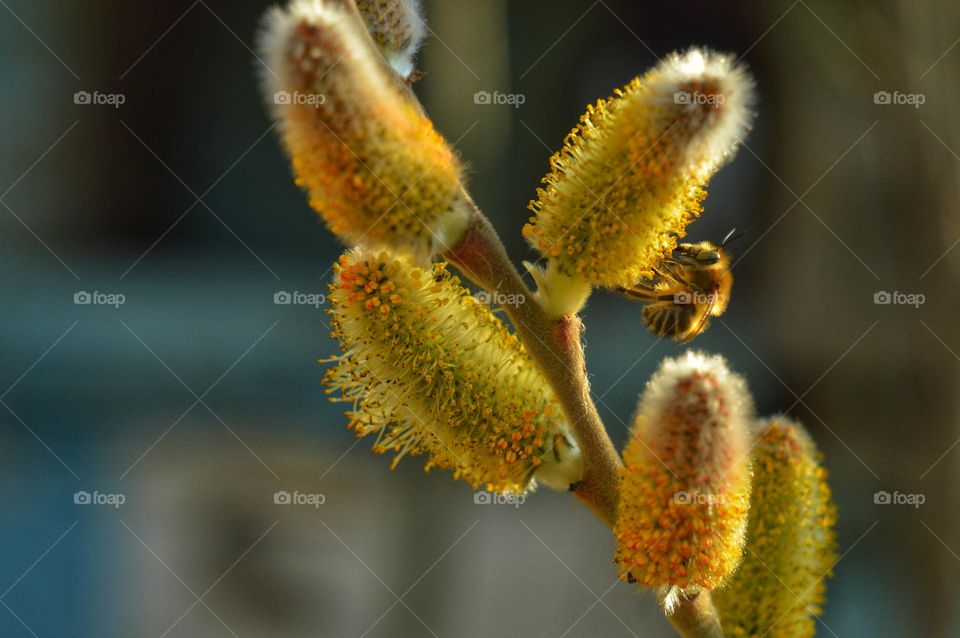 in early spring, when the snow had just melted and the bees flew out, pollen from blooming swollen willow buds becomes their food. in the photo, a small bee collects pollen and nectar from a plant.