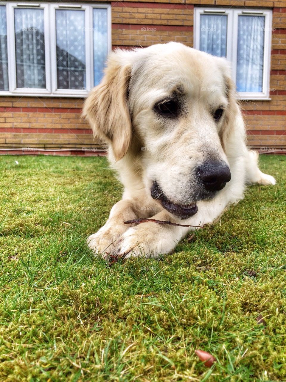 Zoe playing with her stick